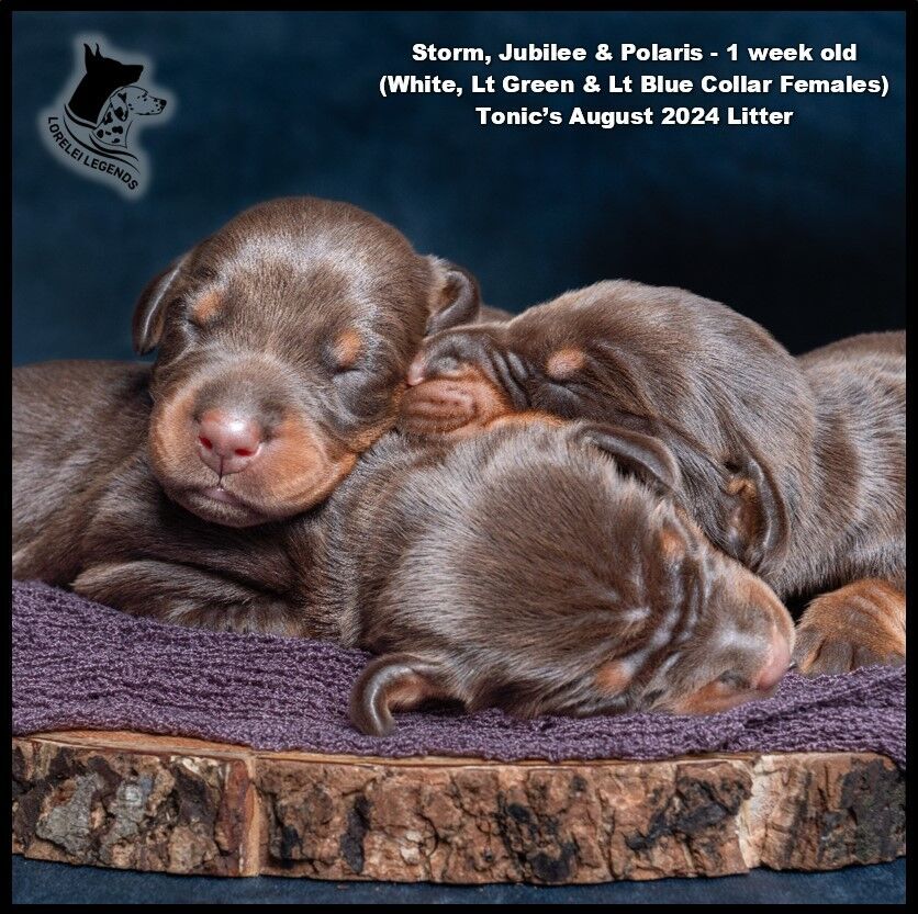 HEALTHY European AKC Doberman Puppies – OFA Health Tested Parents!