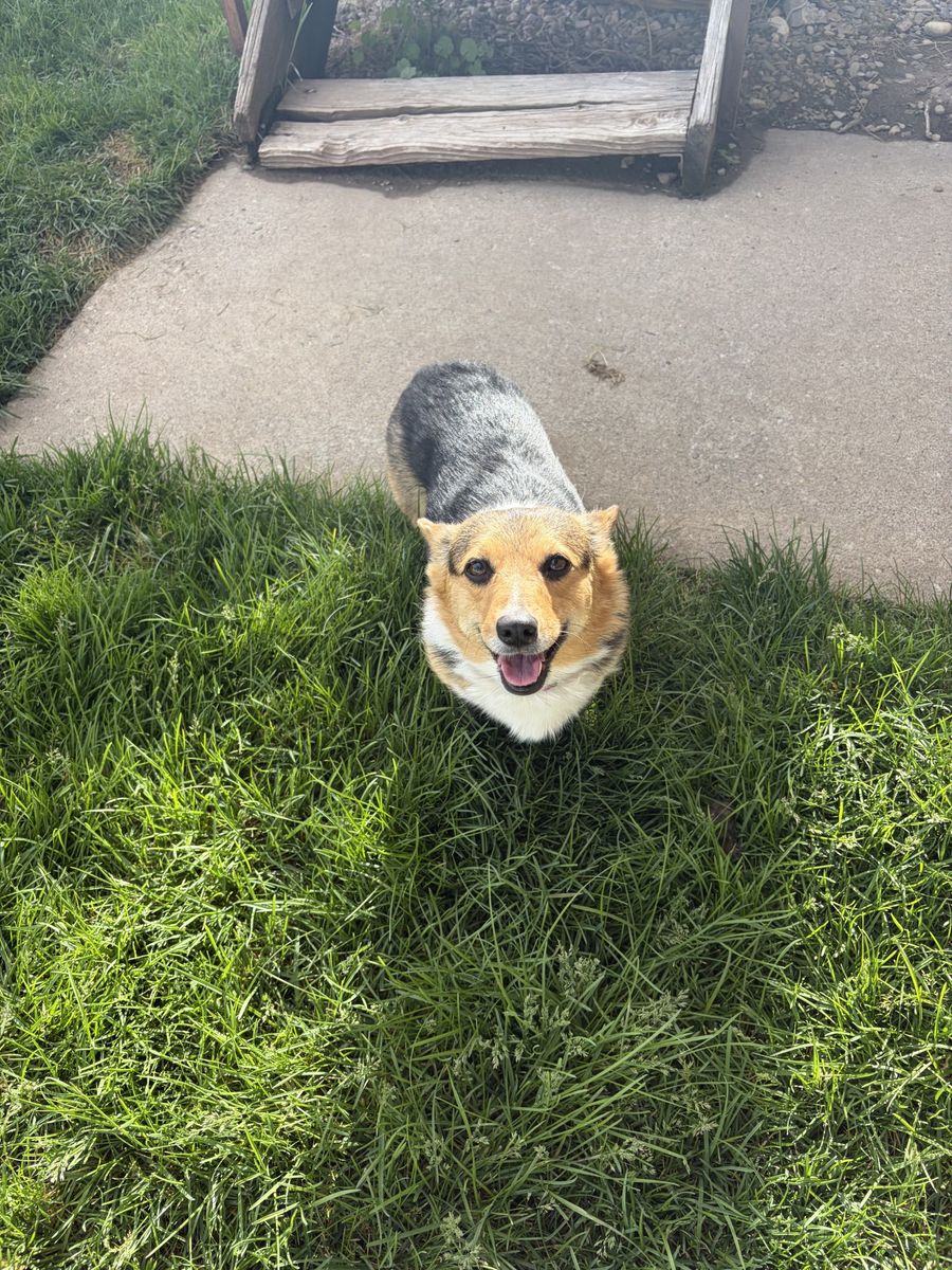 Corgi for sale