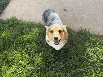 Corgi for sale
