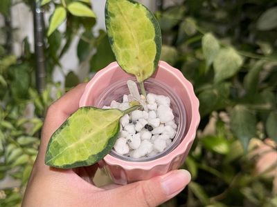 Hoya elliptica (inner variegated) - Plant