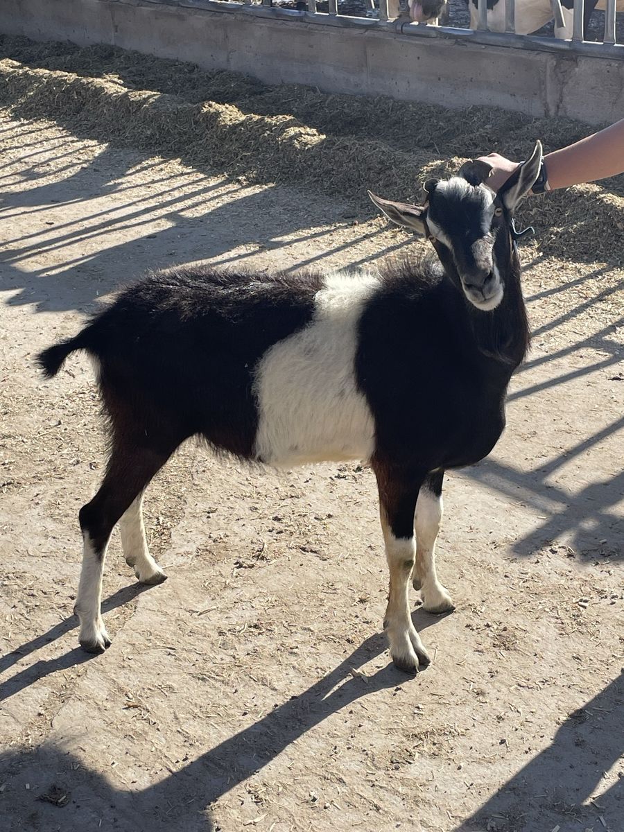 French Alpine Goat FOR STUD