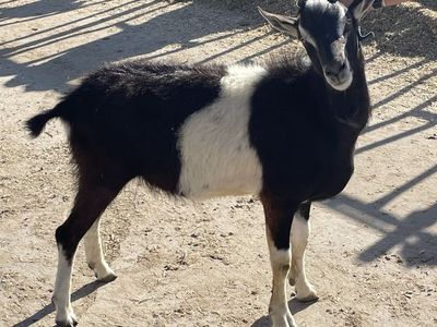 French Alpine Goat FOR STUD