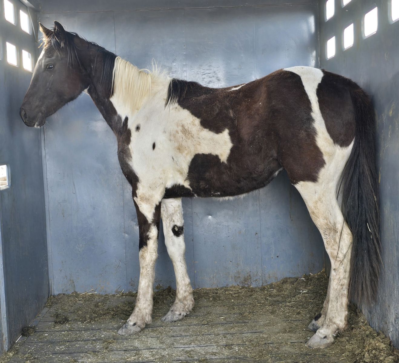 Black and White Paint Filly