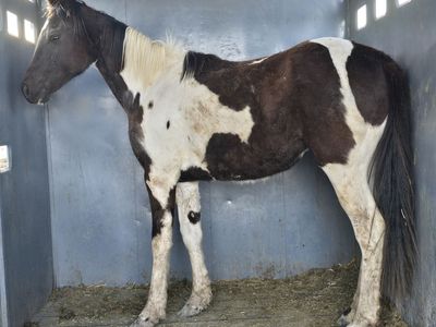 Black and White Paint Filly