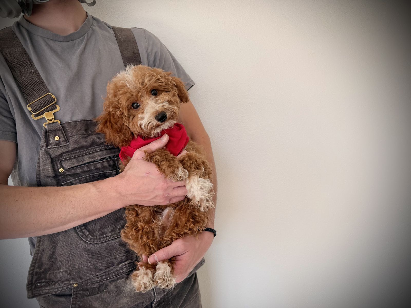 AKC toy mini poodle girl