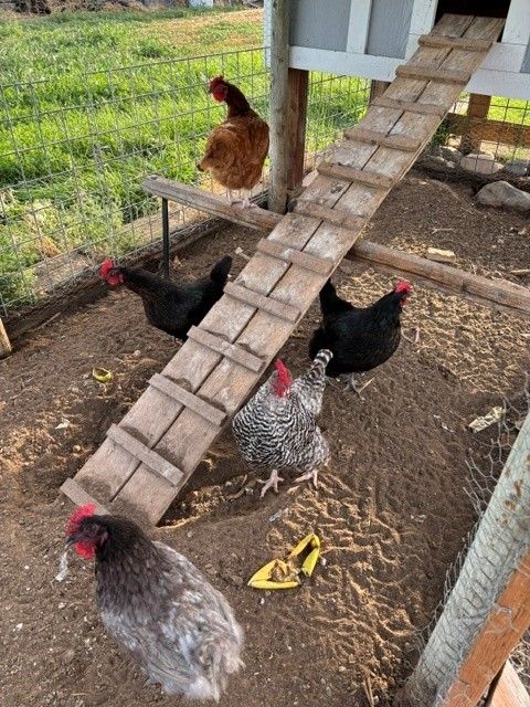 Laying Hens For Sale