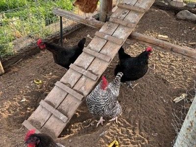 Laying Hens For Sale