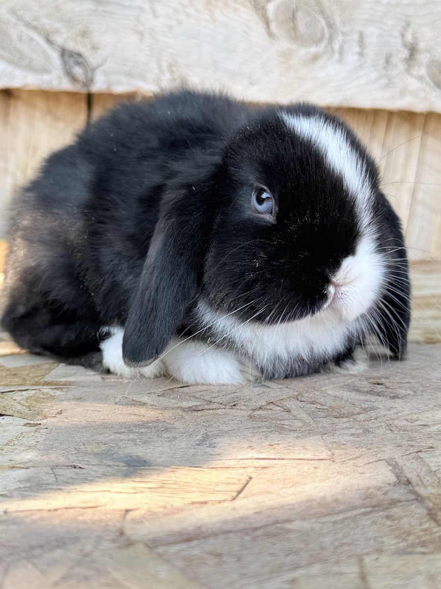Holland lop doe