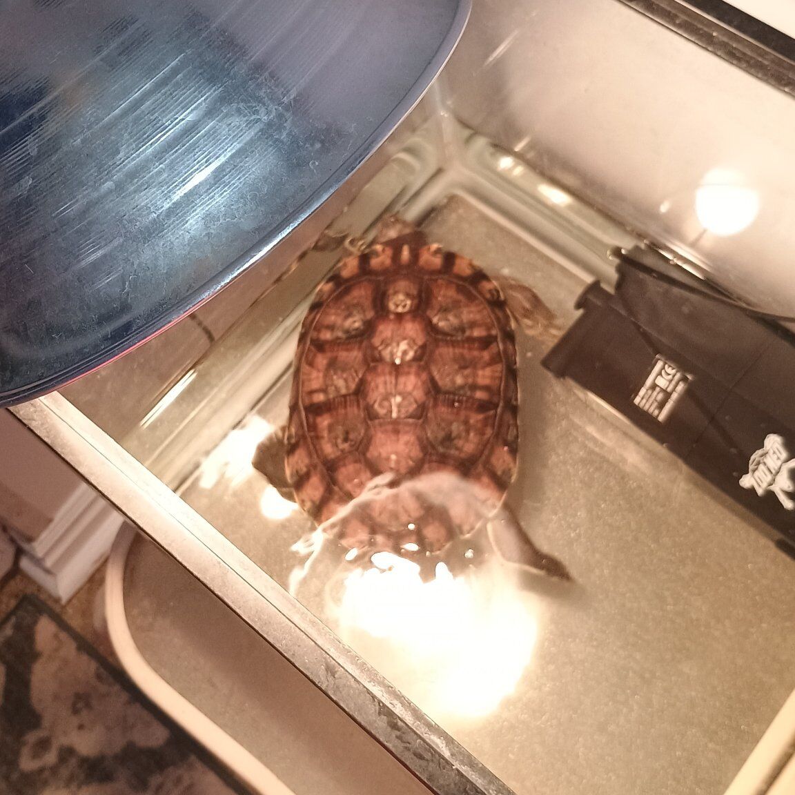 split seasoned firewood