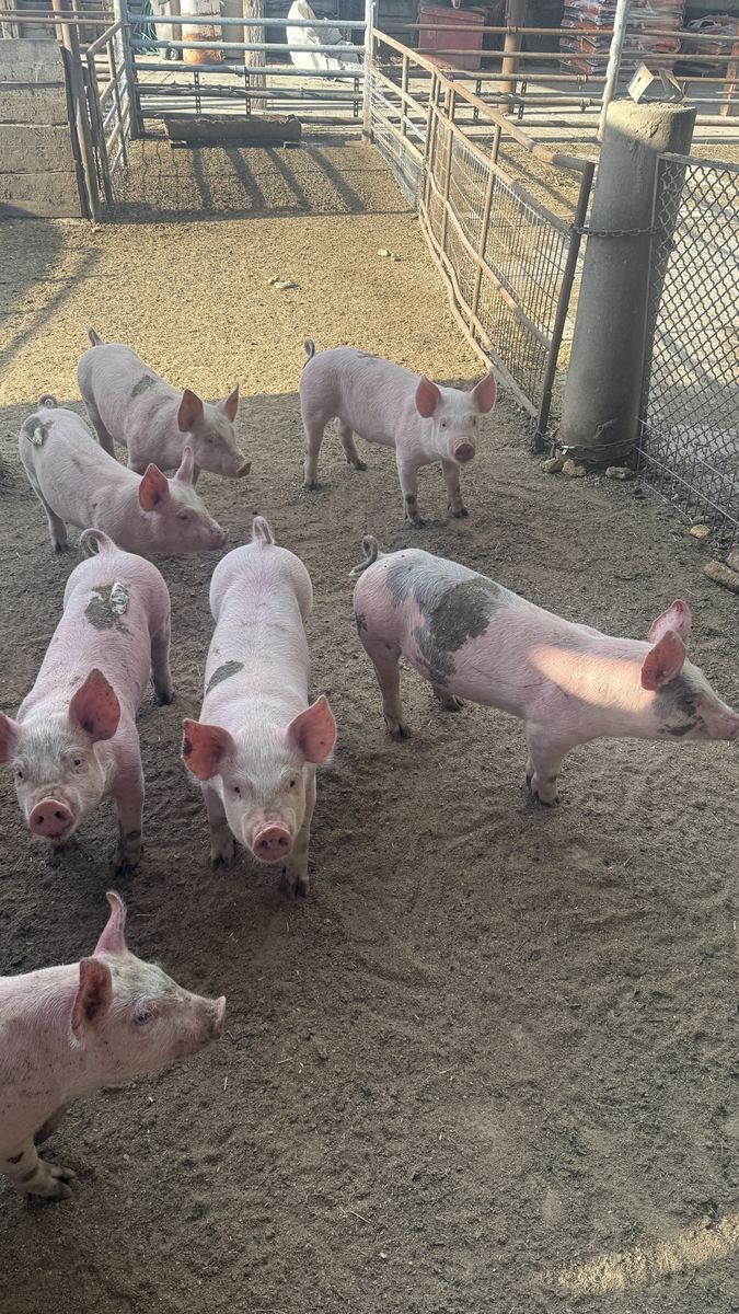 Healthy Piglets for Sale - Young Pigs Ready for New Homes