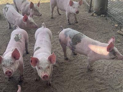 Healthy Piglets for Sale - Young Pigs Ready for New Homes