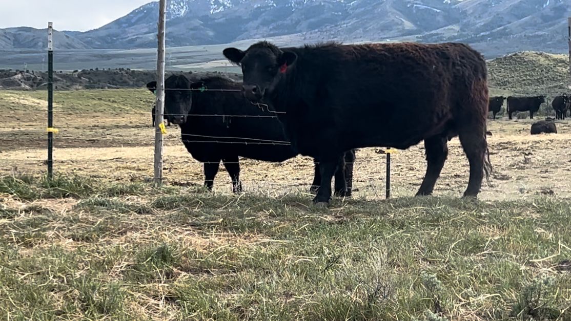 Angus bred cow vet confirmed with calf.
