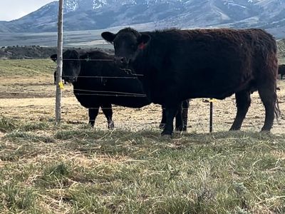 Angus bred cow vet confirmed with calf.