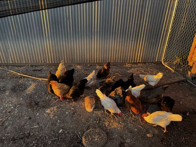 Chicken Coop Set Up With Chickens