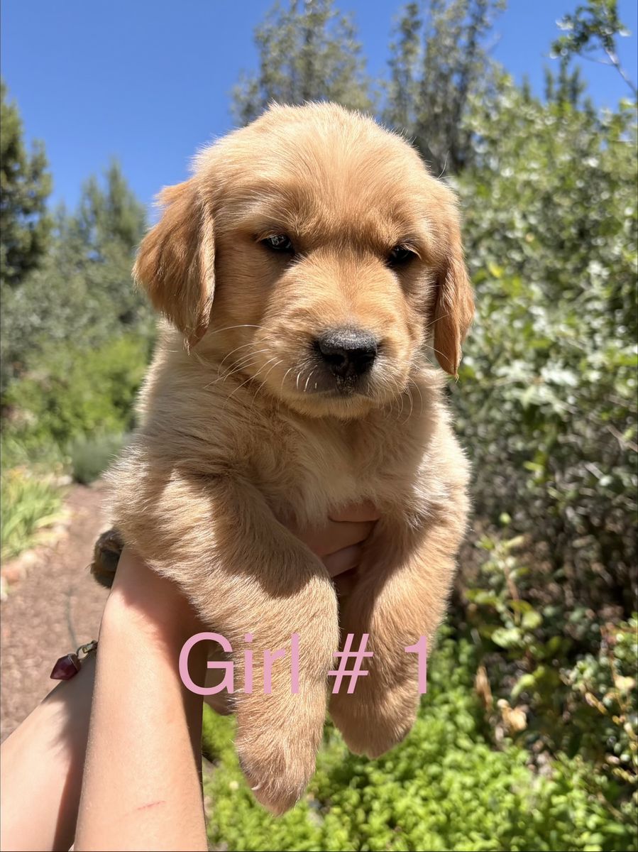 Beautiful, Healthy purebred Golden Retriever puppies 600.00