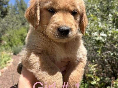 Beautiful, Healthy purebred Golden Retriever puppies 600.00
