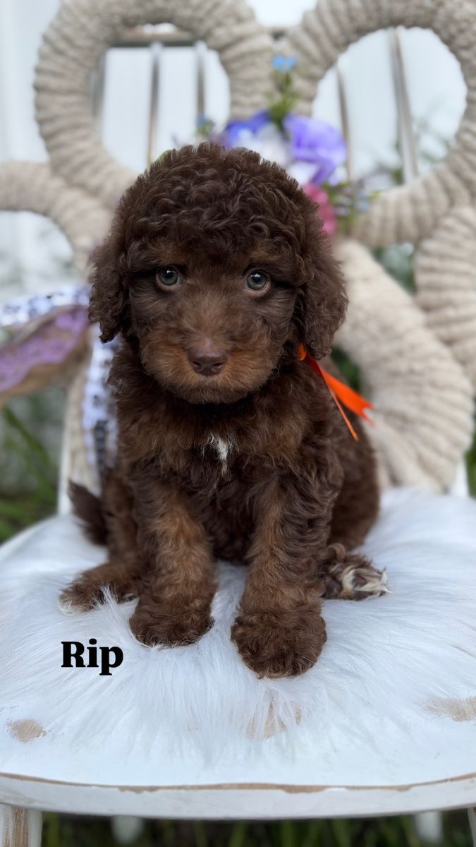 Multigen (F1b) Mini Bernedoodle