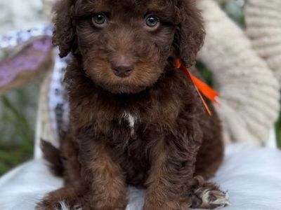Multigen (F1b) Mini Bernedoodle