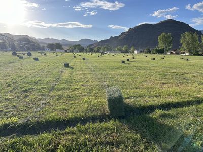First crop alfalfa