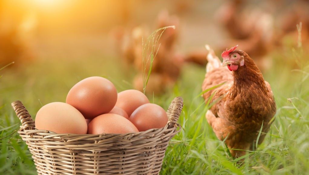 Farm Fresh Brown Chicken Eggs