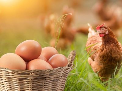 Farm Fresh Brown Chicken Eggs
