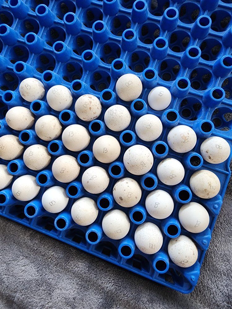 Eggs - Blue Scale Quail