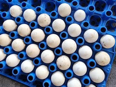 Eggs - Blue Scale Quail