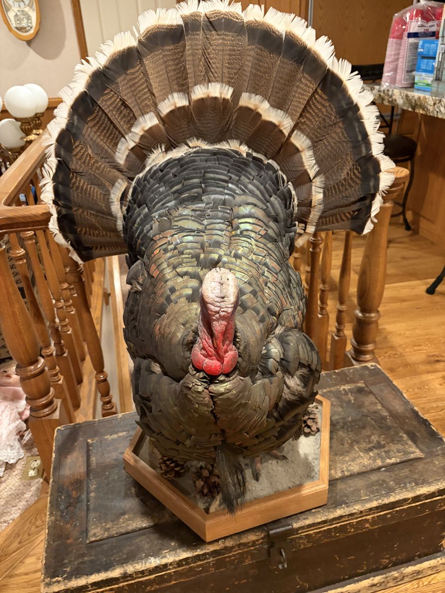 Lifesize Tom Turkey Taxidermy Mount