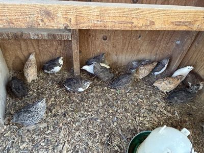 Male Coturnix Quail