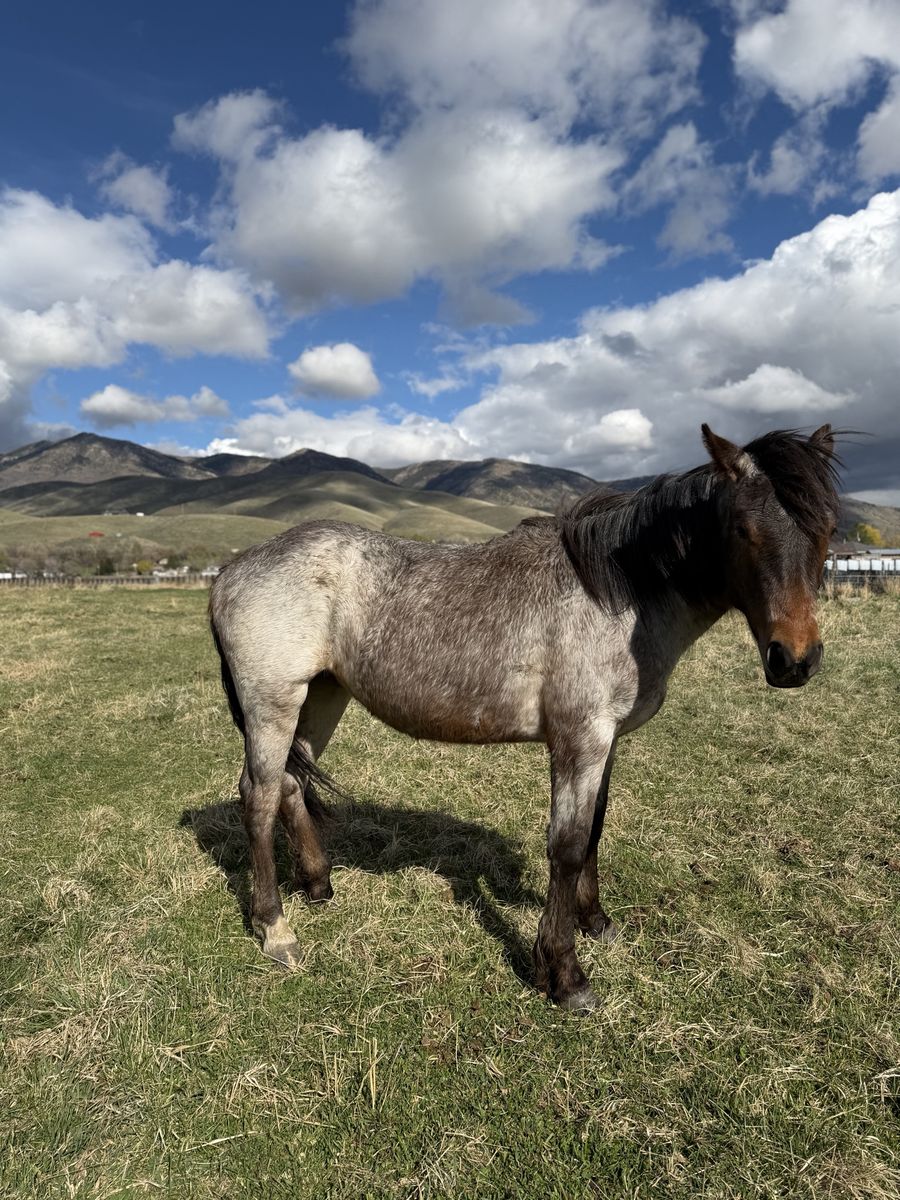 2 Yr Old Bayroan Filly