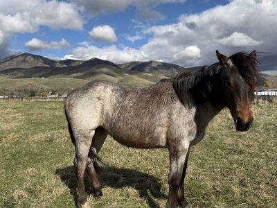 2 Yr Old Bayroan Filly