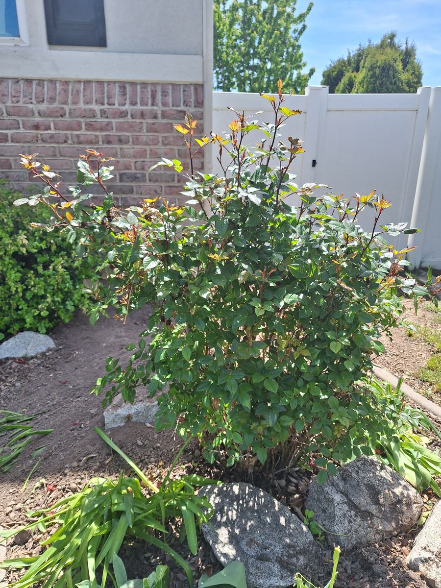 3 feet mini rose bush Red/Pink Roses Full grown Plant