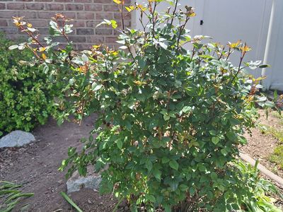 3 feet mini rose bush Red/Pink Roses Full grown Plant