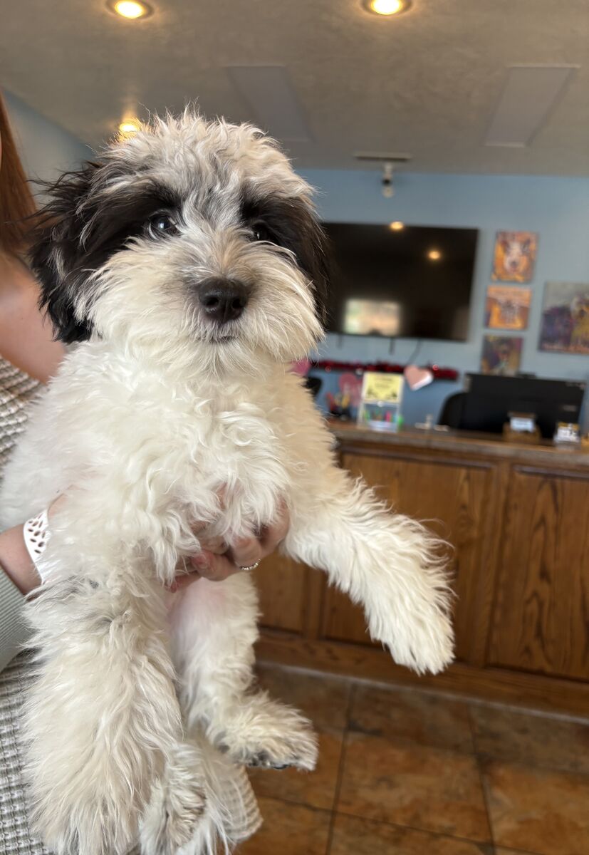 Havanese puppy for sale