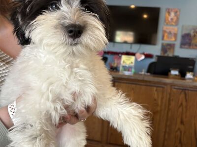 Havanese puppy for sale