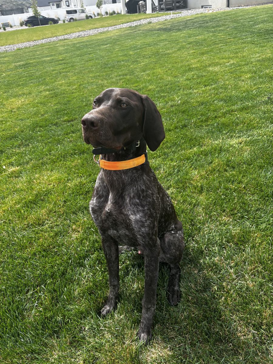 German Shorthaired Pointer Puppy - 9 Months Old