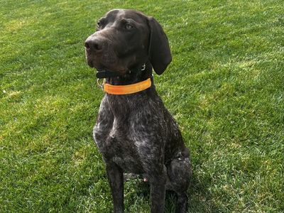 German Shorthaired Pointer Puppy - 9 Months Old