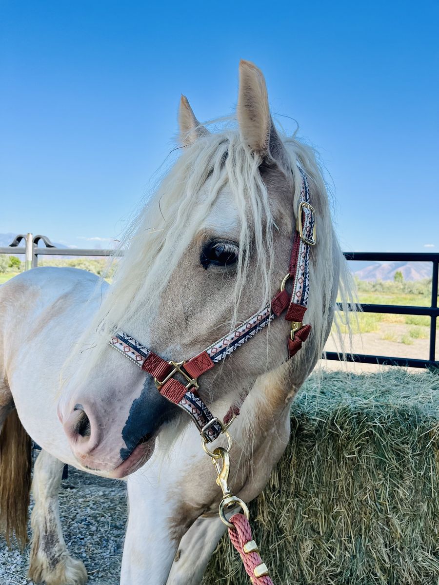 GVHS Palomino Mare