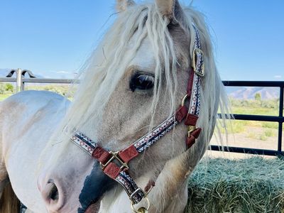GVHS Palomino Mare