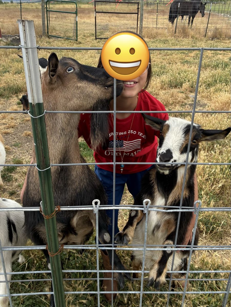 Pair of Friendly Does – Polled Mini Silky Fainter & Registered Nigerian Dwarf