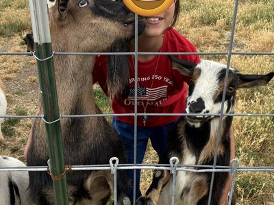 Pair of Friendly Does – Polled Mini Silky Fainter & Registered Nigerian Dwarf