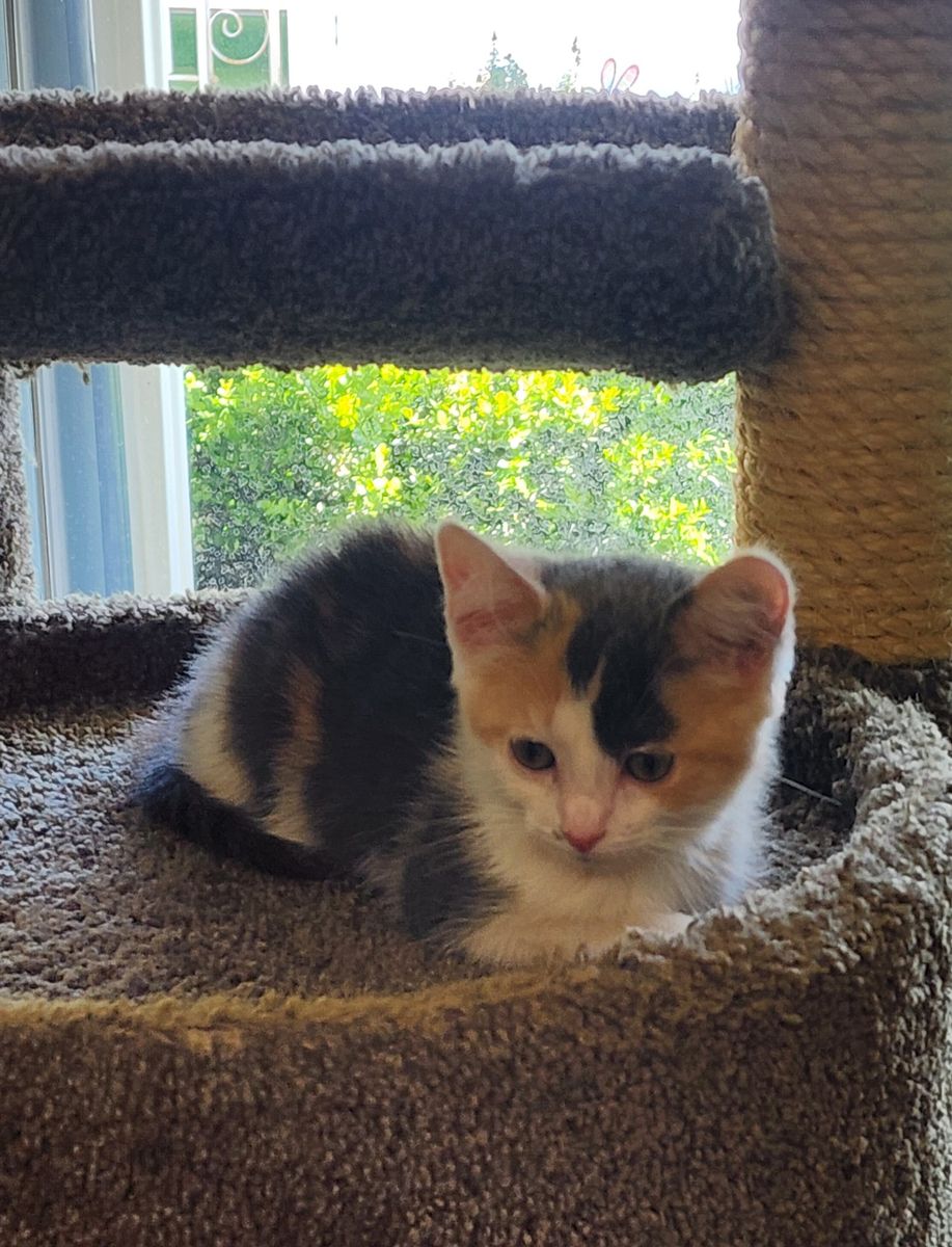 Gorgeous Calico Female Kitten
