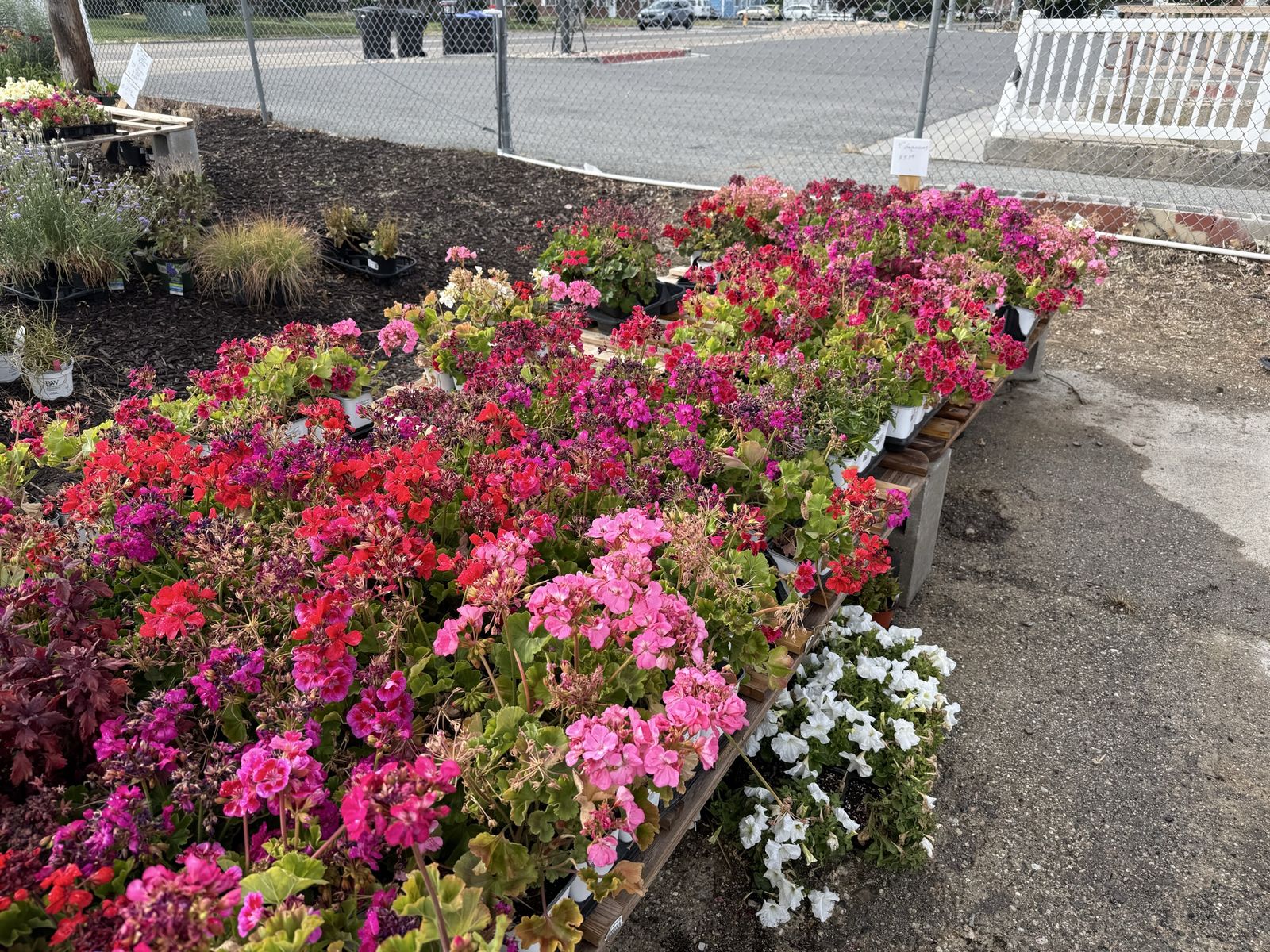 Geraniums $2.00