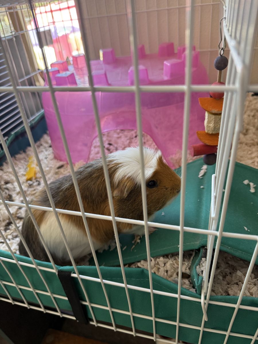 Guinea Pig