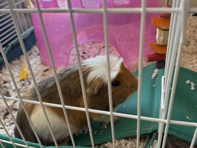 Guinea Pig
