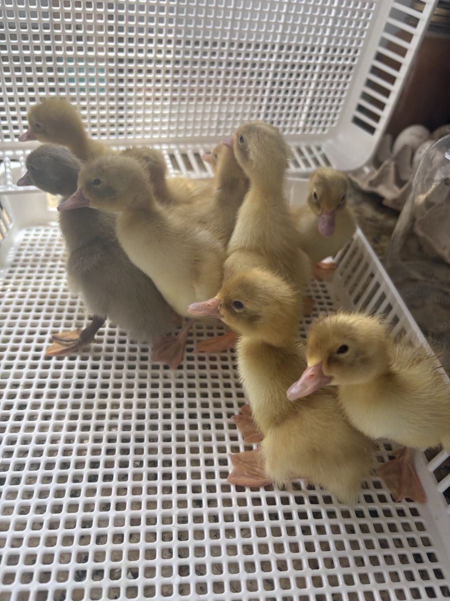 Fawn Indian Runner Ducklings $10