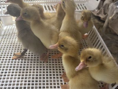 Fawn Indian Runner Ducklings $10