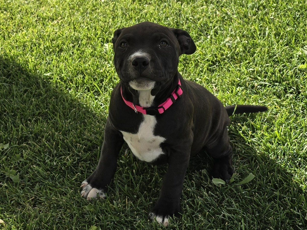 Black and White Pitbull  Puppies