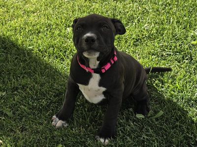 Black and White Pitbull Puppies