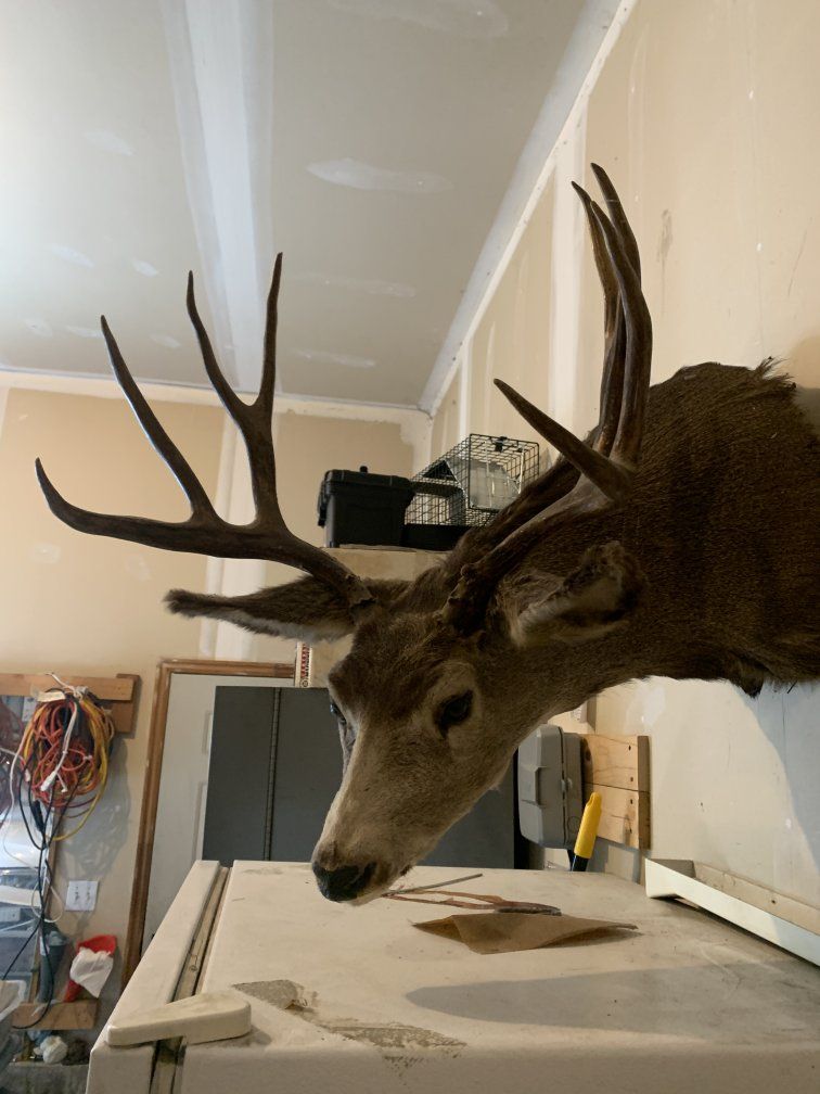 Mule Deer Mount